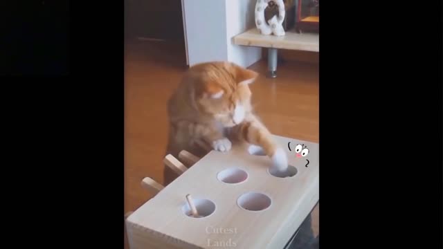 The Cat Is Playing With A Brand New Whack A Mole Toy (Laugh Together)