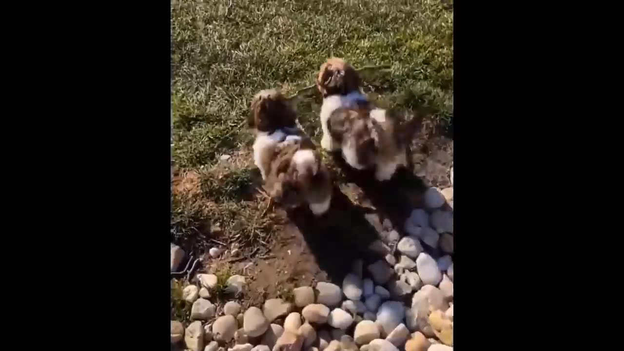 Cute Baby Animals Videos Compilation | Funny and Cute Moment of the Animals #11 - Cutest Animals