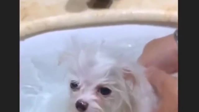 Baby dogs - New Funny Dogs Video