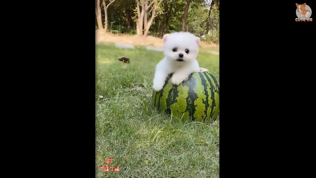 Puppy fun video