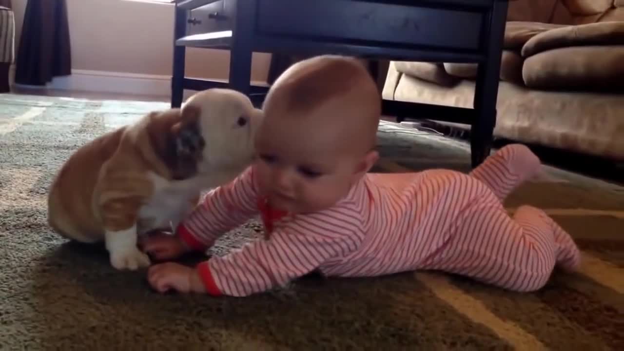 Cute Babies Love Funny Dogs Compilation series