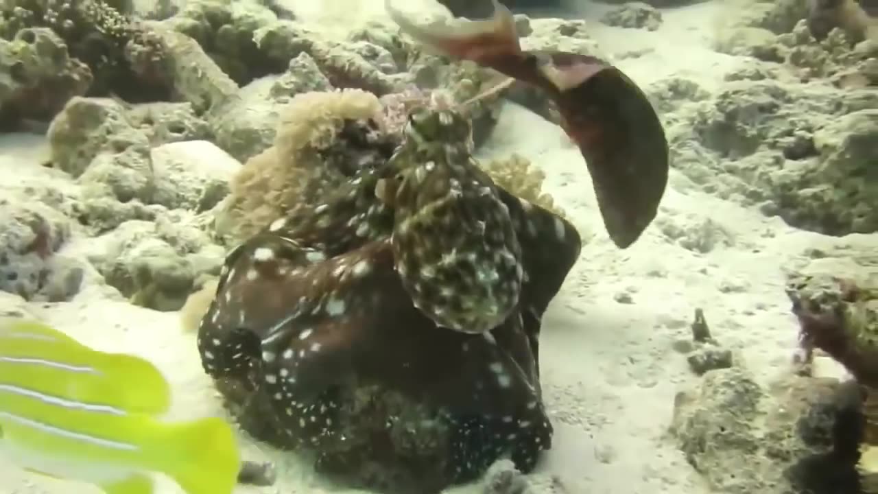 Eagle VS Octopus