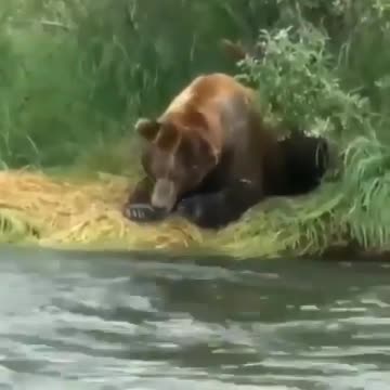 animal kingdom new video