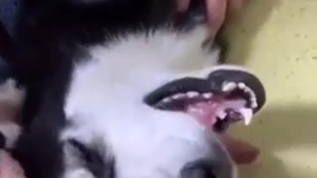 Dog cries after losing a fight against his homie !!!