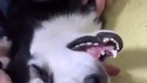 Dog cries after losing a fight against his homie !!!