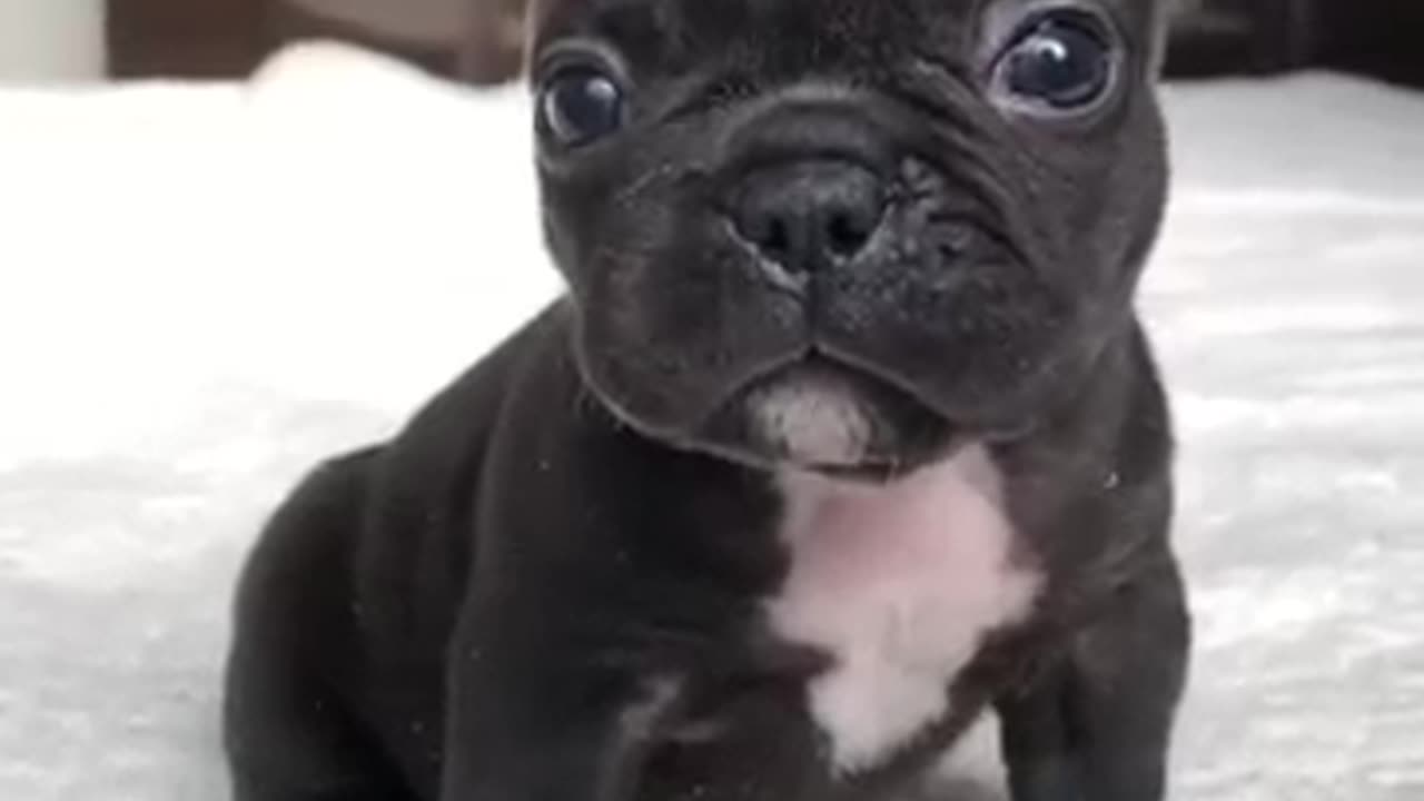 The Cutest Puppy 😍