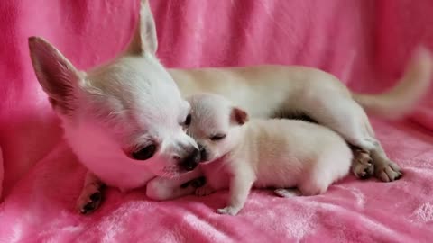 Sweet Chihuahua puppy - I love you