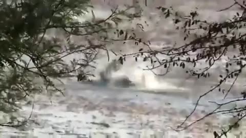Wildlife in closer view with a natural perspective.