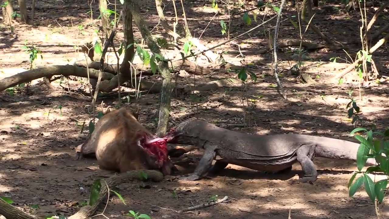 Komodo Feast: Dragons Devour a Rusa Deer 🦎🦌💥