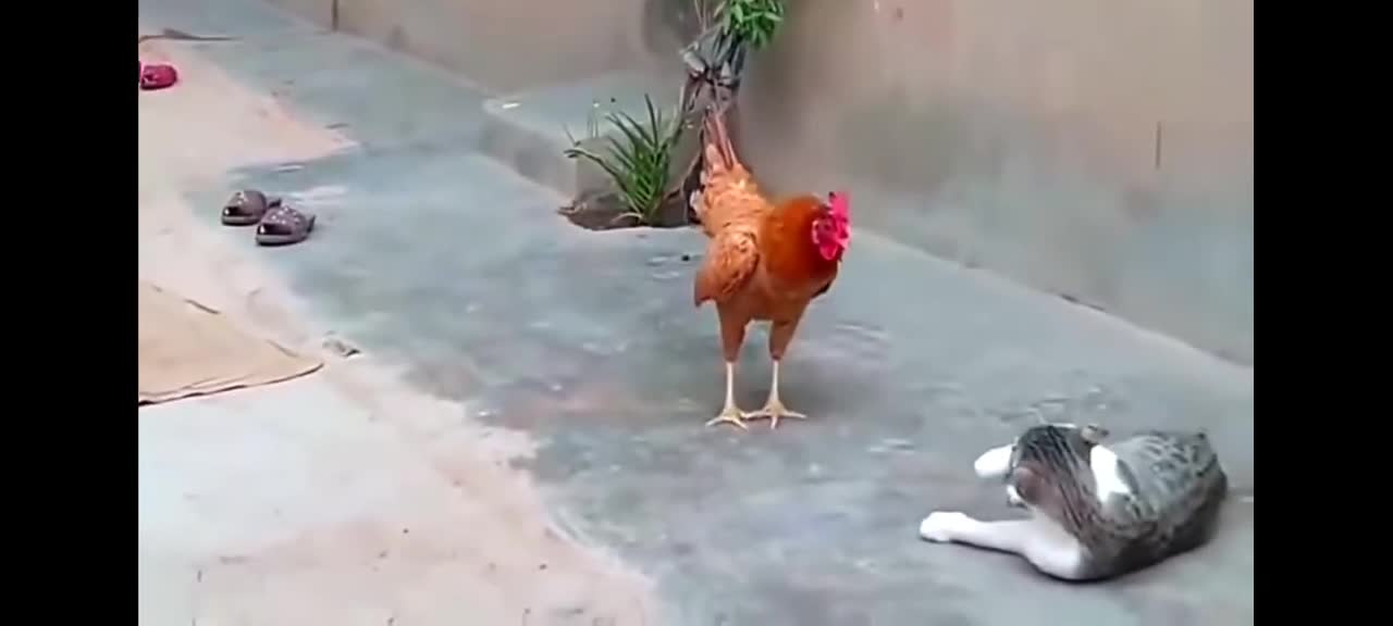 Hen vs Cat real fighting