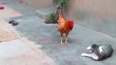 Hen vs Cat real fighting