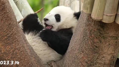 Panda Check Cuteness