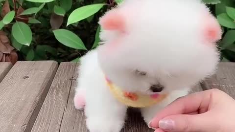 Cutest baby animals Videos Cute moment of the Animals - Cutest Animals #Short