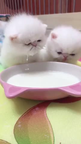 Cute_Cat_Eating_Video / super funny cat video