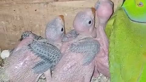 Cute parrots birth