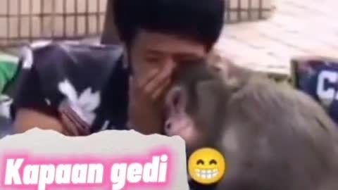 cute monkey that can talk