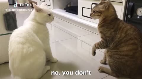 Talking Cats🐱🤔