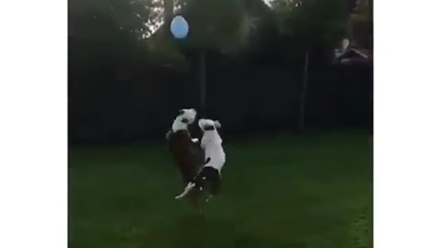 Dogs Playing with Balloon 🎈😀