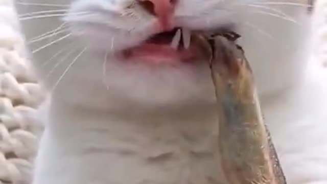 Cute kitten eating frozen fish