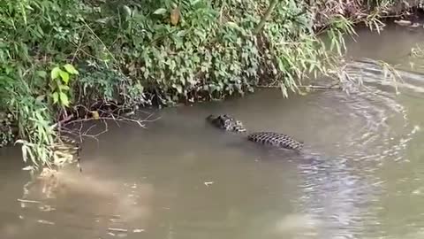 The crocodile is eating the crayfish