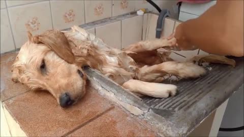 Lazy Dog Gets Bath