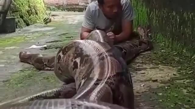 The beggest snake i never seen