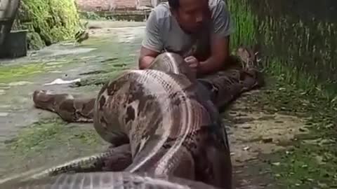 The beggest snake i never seen