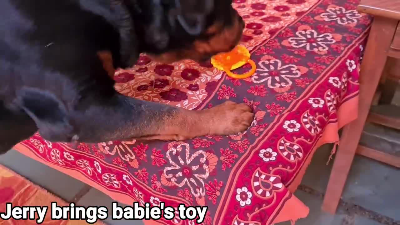 2022 dogy video