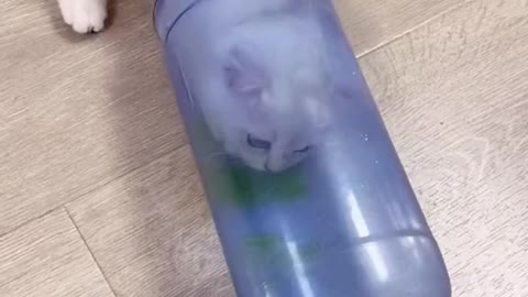 funny cat video
