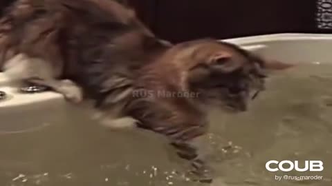 funny cat water