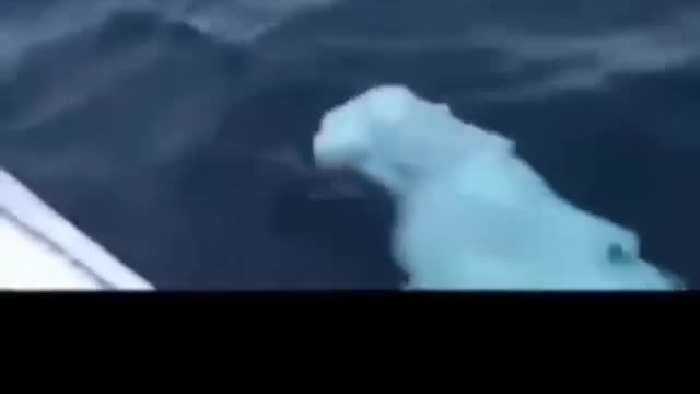 How beautiful this world! Dolphins!