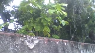 Papaya tree is filmed in a vacant lot during the rain, the fruits are green [Nature & Animals]