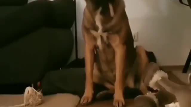 Teach Your Dog to Come When Called