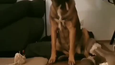 Teach Your Dog to Come When Called