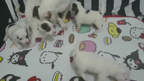 Puppy // cute puppy