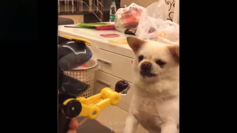 The cutest and funniest pets ever in there golden moments