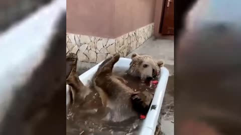 Bear in rose bath.