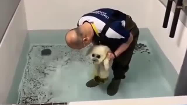 😍 This baby seal being introduced to water.