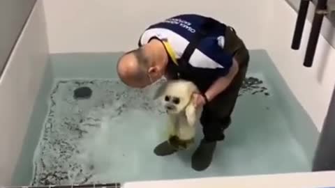😍 This baby seal being introduced to water.