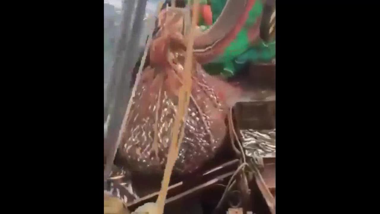 Thats a Big Fish?
