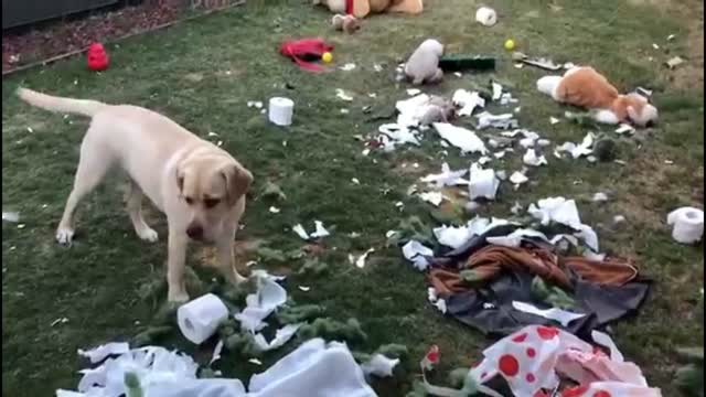 Labrador got thirsty after messing the backyard!