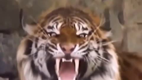 Charging tiger roar sound