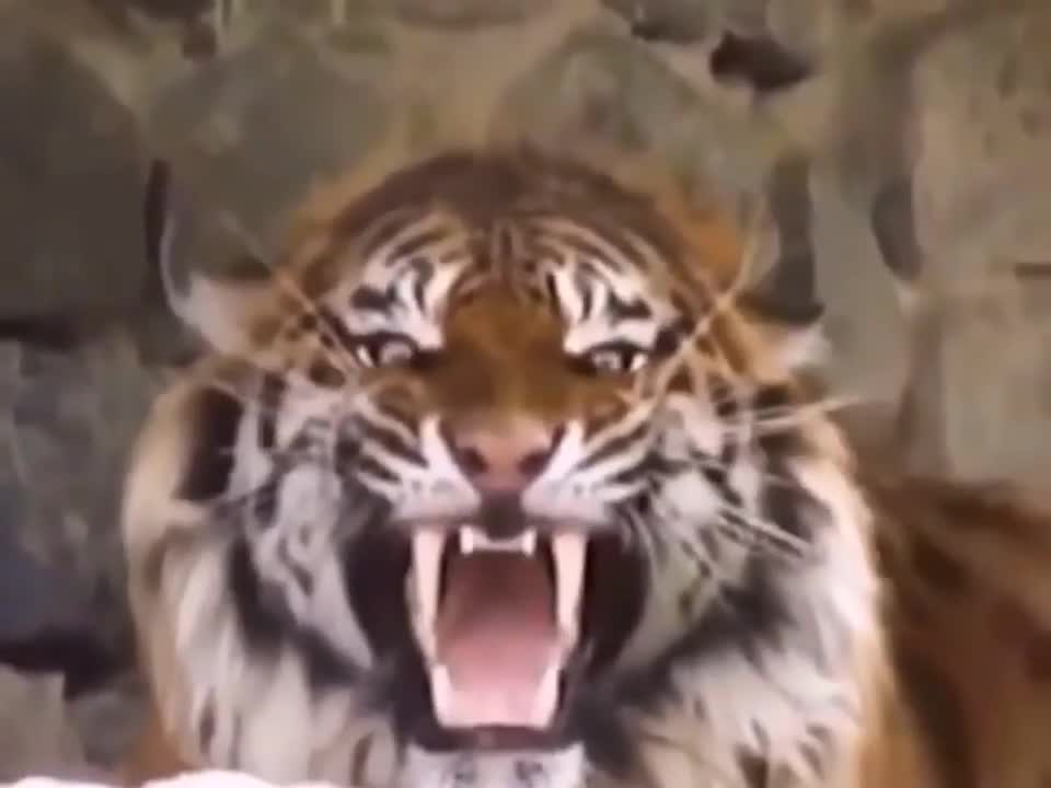 Charging tiger roar sound