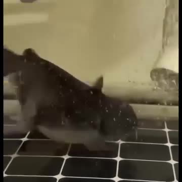 Fish swallows another fish of same size