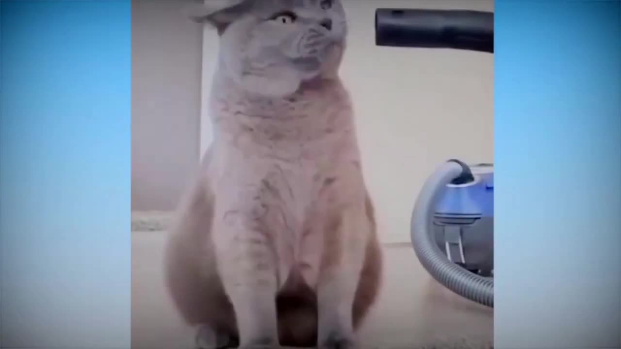 Cat enjoys vaccum cleaner