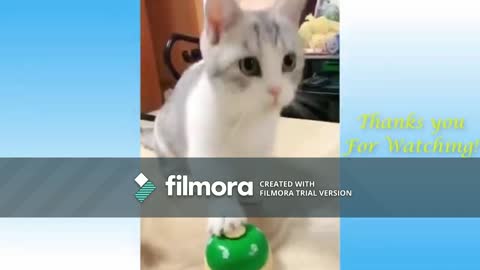 Funny Cat Videos for you