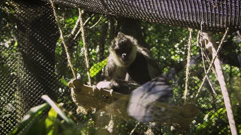 Monkey Sitting on a Swing and Looking Around