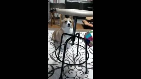 Funny Dog Barks At Spinning Chair