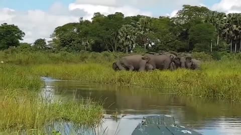 Crocodile is King Swamp! Crocodile vs Leopard Elephant Protect Baby From Crocodile Hunting