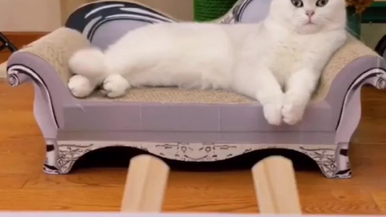The Titanic🤣 Kitty Pic?!